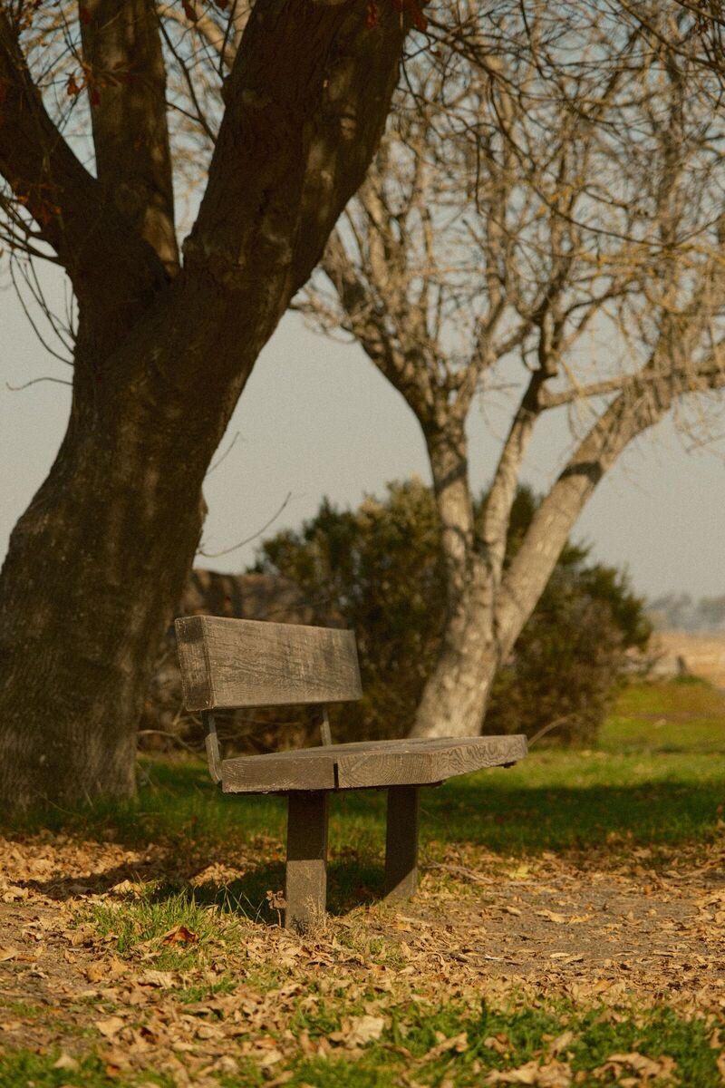 Fallen Leaves — Coyote Hills, Fremont, CA, 2022. Shot on Fujifilm X-T5.