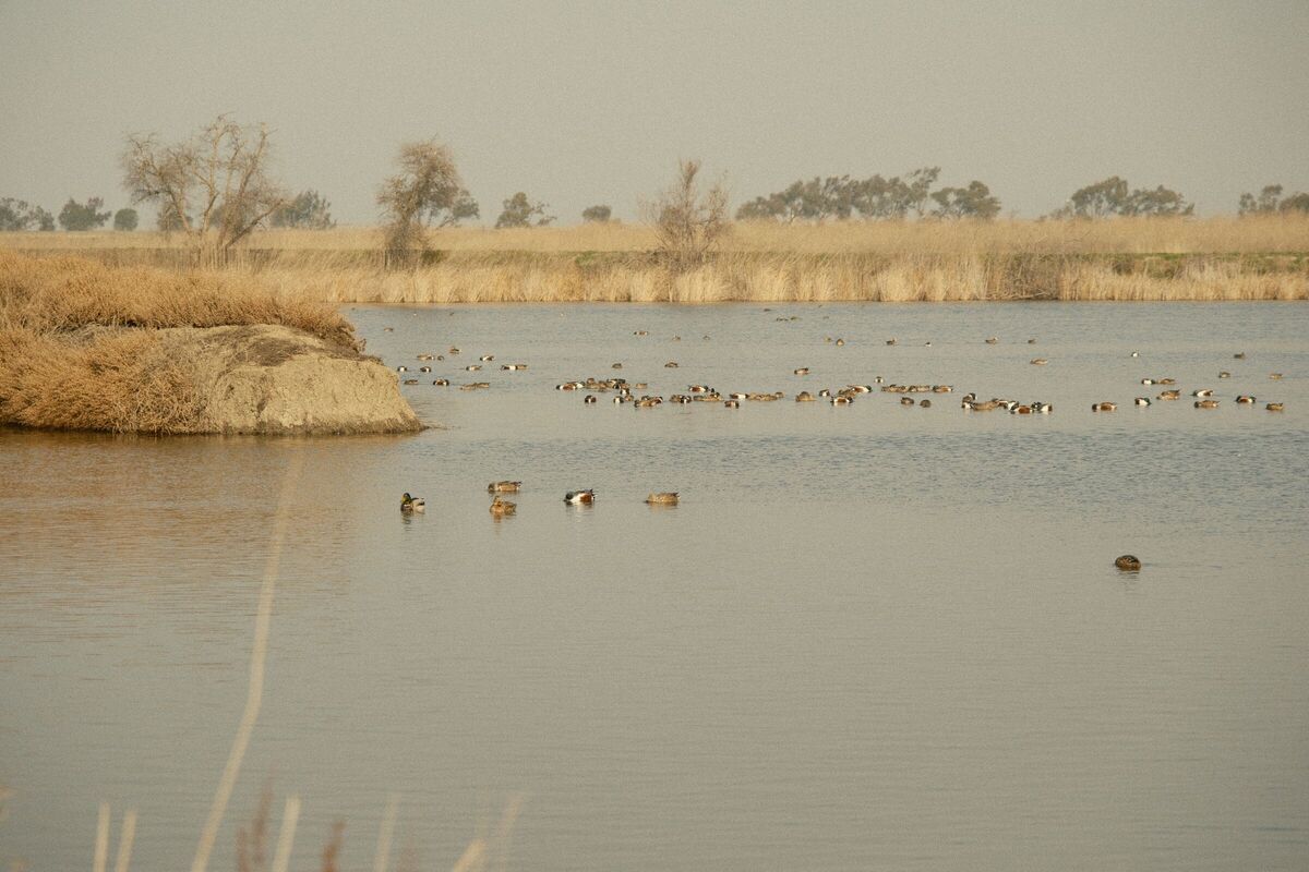 The Flock — Coyote Hills, Fremont, CA, 2022. Shot on Fujifilm X-T5.