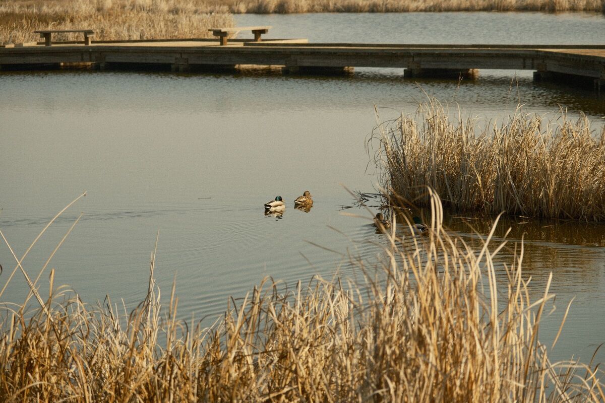 Two Ducks — Coyote Hills, Fremont, CA, 2022. Shot on Fujifilm X-T5.