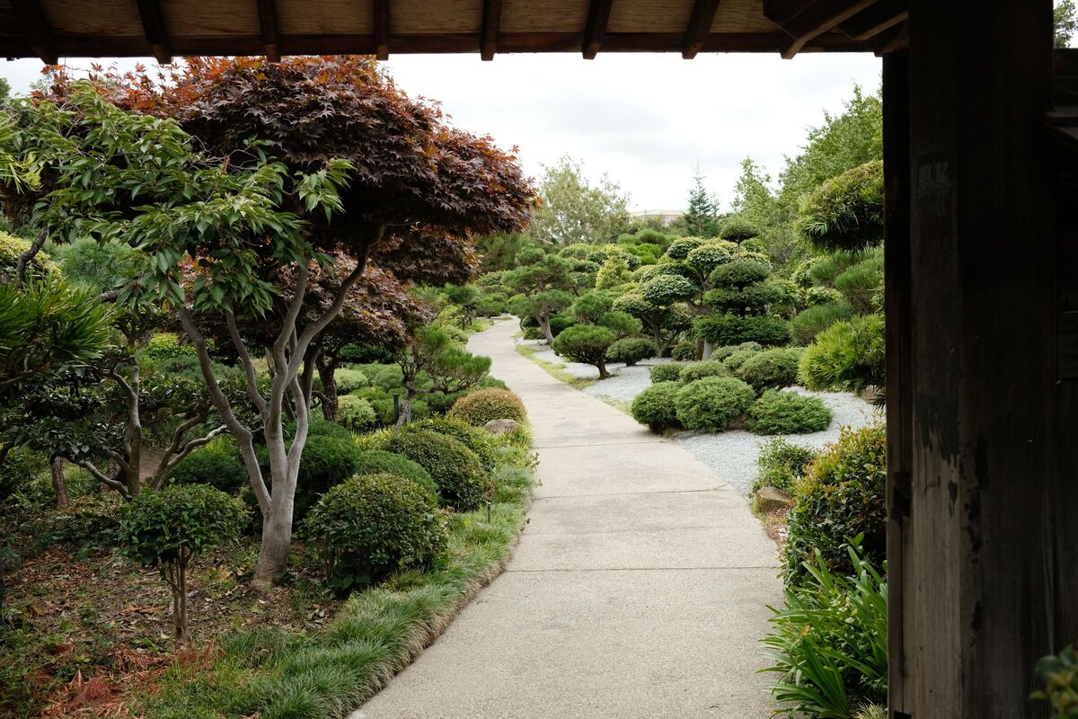 Red maple path — Japanese Gardens, Hayward, CA, 2023. Shot on Fujifilm X100V.