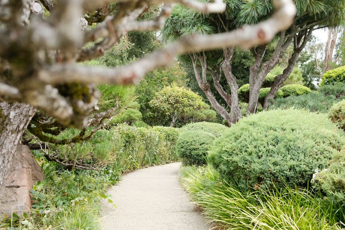 Through the branches — Japanese Gardens, Hayward, CA, 2023. Shot on Fujifilm X100V.